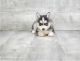Pomsky Puppies for sale in Alabama Ave SE, Washington, DC, USA. price: NA