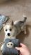 Pomsky Puppies for sale in Florida City, FL, USA. price: NA