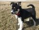Pomsky Puppies for sale in Houghton, IA, USA. price: NA