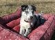 Pomsky Puppies for sale in Houghton, IA, USA. price: $2,000
