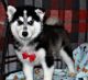 Pomsky Puppies for sale in Millersburg, OH 44654, USA. price: NA