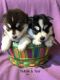 Pomsky Puppies for sale in Henrietta, NY 14467, USA. price: NA