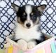 Pomsky Puppies for sale in Louisville, KY, USA. price: $1,500