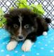 Pomsky Puppies for sale in Louisville, KY, USA. price: $800