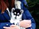 Pomsky Puppies for sale in Honolulu, HI 96818, USA. price: $850