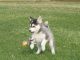 Pomsky Puppies for sale in Columbus, OH 43215, USA. price: $400