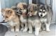 Pomsky Puppies for sale in 700 W 5th St, San Pedro, CA 90731, USA. price: NA
