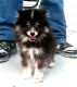 Pomsky Puppies for sale in Louisville, KY, USA. price: $400