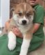 Pomsky Puppies for sale in Utah County, UT, USA. price: NA
