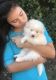 Pomsky Puppies for sale in Michigan Ave, Inkster, MI 48141, USA. price: NA