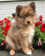 Pomsky Puppies for sale in Shipshewana, IN 46565, USA. price: NA
