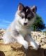 Pomsky Puppies for sale in Union, NJ, USA. price: NA