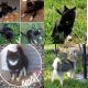 Pomsky Puppies for sale in 19348 US-6, Linesville, PA 16424, USA. price: NA