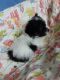 Pomsky Puppies for sale in Central Point, OR, USA. price: NA