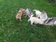 Pomsky Puppies for sale in Canada St, Lake George, NY 12845, USA. price: $300