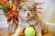 Pomsky Puppies for sale in Denver, CO, USA. price: NA