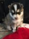 Pomsky Puppies for sale in Alexandria, PA 16611, USA. price: NA