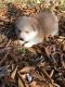 Pomsky Puppies for sale in Tobyhanna, PA 18466, USA. price: NA