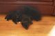 Pomsky Puppies for sale in Richfield, OH, USA. price: NA
