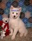 Pomsky Puppies for sale in Shipshewana, IN 46565, USA. price: NA