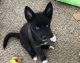Pomsky Puppies for sale in Middletown, OH 45042, USA. price: NA