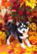 Pomsky Puppies for sale in Canada St, Lake George, NY 12845, USA. price: $555