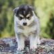 Pomsky Puppies for sale in Seattle, WA, USA. price: $650