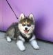 Pomsky Puppies for sale in NC-54, Durham, NC, USA. price: NA