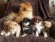 Pomsky Puppies for sale in Lyndonville, Lyndon, VT 05851, USA. price: $1,700