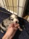 Pomsky Puppies for sale in Emmaus, PA 18049, USA. price: NA