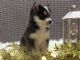Pomsky Puppies for sale in Fredericksburg, OH 44627, USA. price: NA