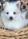 Pomsky Puppies for sale in Ann Arbor, MI, USA. price: NA