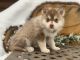 Pomsky Puppies for sale in Staples, MN 56479, USA. price: $1,850