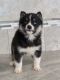 Pomsky Puppies for sale in Nappanee, IN 46550, USA. price: NA