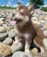 Pomsky Puppies for sale in Denver, CO, USA. price: $300