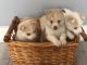 Pomsky Puppies for sale in Carnegie Hall, New York, NY 10019, USA. price: NA