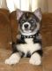 Pomsky Puppies for sale in Dayton, OH, USA. price: NA