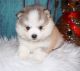 Pomsky Puppies for sale in Fort Wayne, IN, USA. price: $350