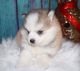 Pomsky Puppies for sale in Birmingham, AL, USA. price: $350