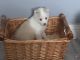 Pomsky Puppies for sale in New York, NY, USA. price: $500