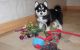 Pomsky Puppies for sale in Picacho, AZ, USA. price: NA