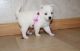 Pomsky Puppies for sale in Scottsdale, AZ, USA. price: NA