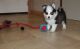 Pomsky Puppies for sale in Colorado Springs, CO, USA. price: $500