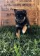 Pomsky Puppies for sale in Alabaster, AL, USA. price: $600