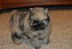 Pomsky Puppies for sale in Worcester St, Framingham, MA, USA. price: $600
