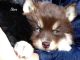 Pomsky Puppies for sale in Elkland, MO 65644, USA. price: NA