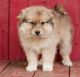 Pomsky Puppies for sale in Tallahassee, FL, USA. price: NA