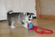 Pomsky Puppies for sale in Bellevue, WA, USA. price: $600