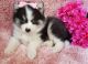 Pomsky Puppies for sale in Lawrenceville, GA, USA. price: NA