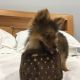 Pomsky Puppies for sale in New York, NY, USA. price: $300